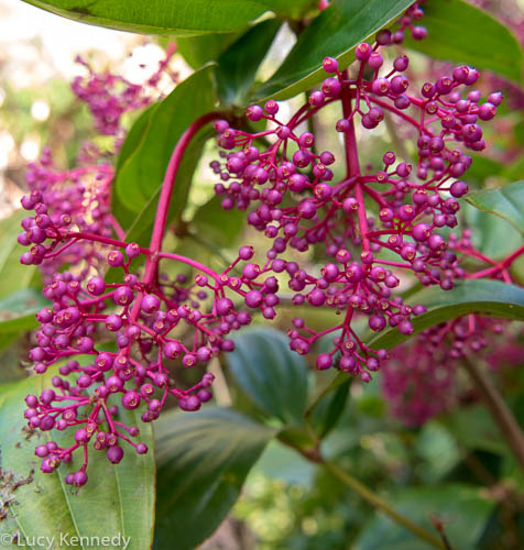 Purple Ginger. Onomea