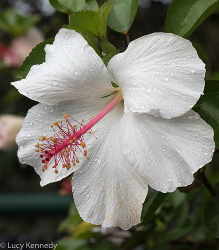 Hibiscus, Kamaee Falls