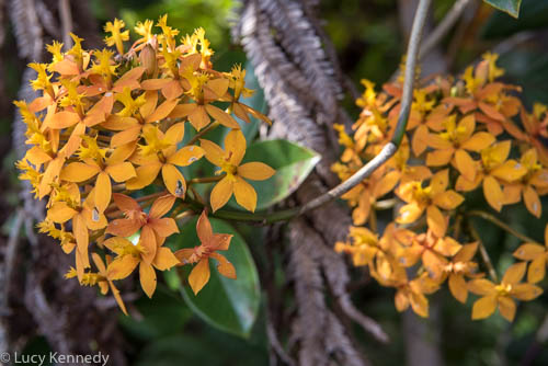 Bougainvillea?, Volcano Village Resort