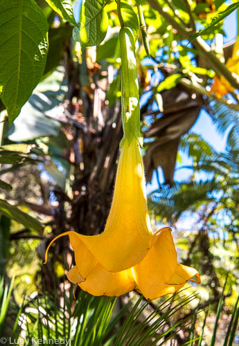 Hibiscus, Volcan Village Resort