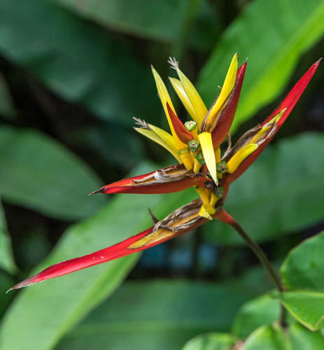 Bird of Paradise, Onomea