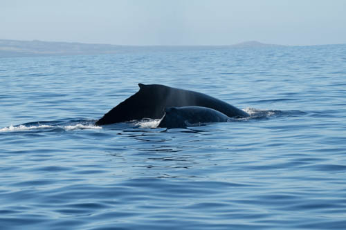 Mom and Baby Whale at Kohala