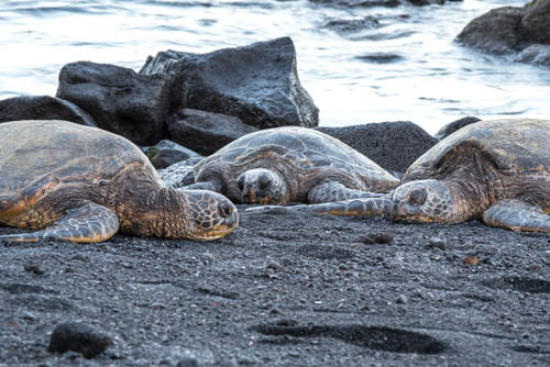 Green Sea Turtles, Punalu'u Black Sand Beach