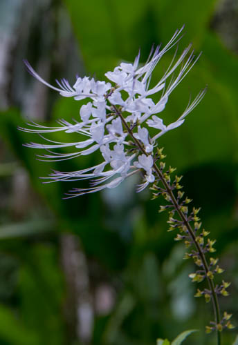 Orchid? Onomea