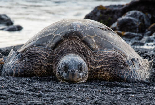 Green Sea Turtle, Punalu'u Black Sand Beach