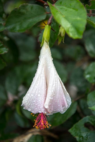 Hibiscus, Kamaee Falls