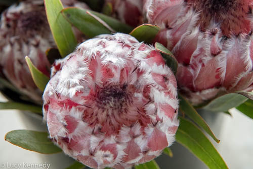 Sugarbush, Hilo Market