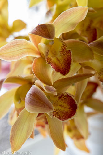 Hawaiian Orchid, Hilo Market