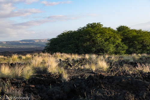 Waikoloa