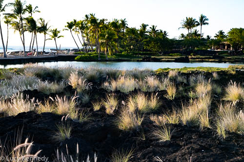 Waikoloa Beach