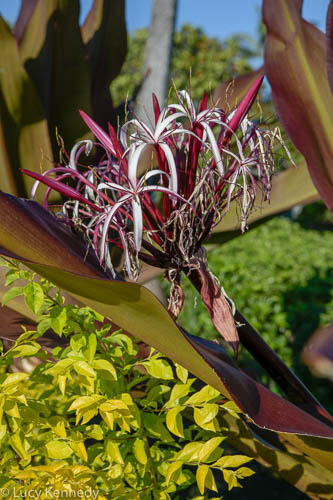 Spider Lilly, Waikola