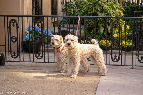 Dogs of Chelsea