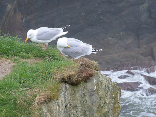 Kinsale Head