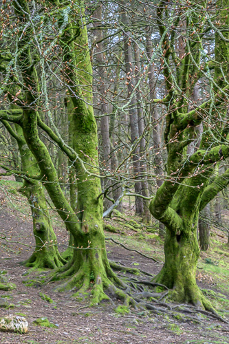 Glendalough