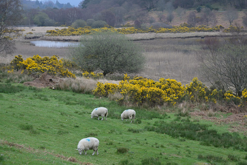 Glendalough